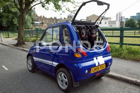 Dogs Panting In Boot Of Electric Car