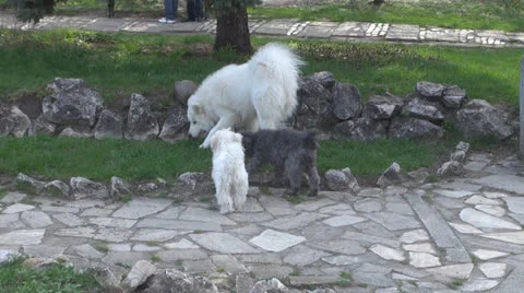 Dogs in the park. 스톡 동영상 23437450