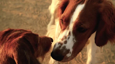 Dogs at park Stock Footage 33958156