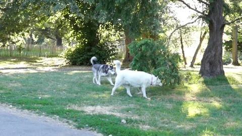 Dogs in the park Stock Footage 94455867