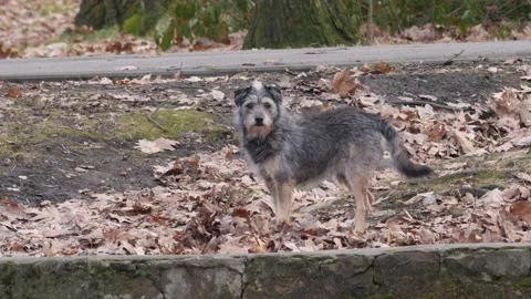 Dogs in the park Video stock 171123313