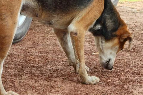 Dogs in the park. Stock Photos