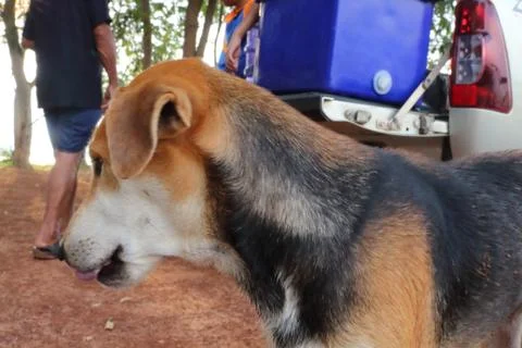 Dogs in the park. Stock-Fotos