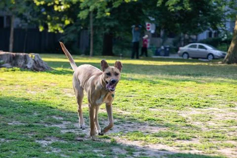 DOGS AT THE PARK Stock Photos
