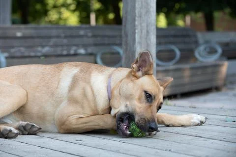 DOGS AT THE PARK Stock Photos