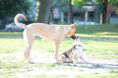 DOGS AT THE PARK Stock-Fotos