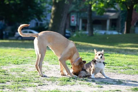 DOGS AT THE PARK Stock Photos