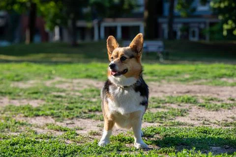 DOGS AT THE PARK Stock Photos