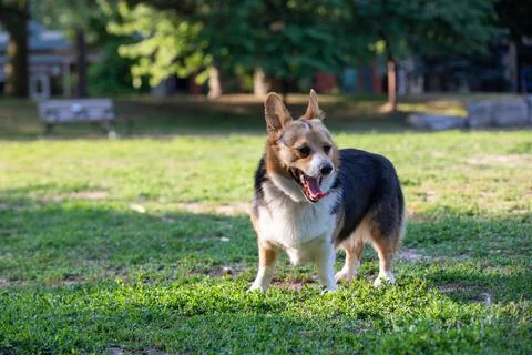 DOGS AT THE PARK Stock Photos