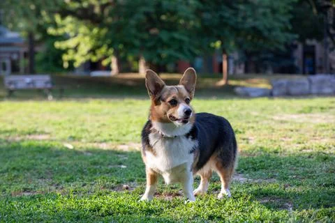 DOGS AT THE PARK Stock Photos