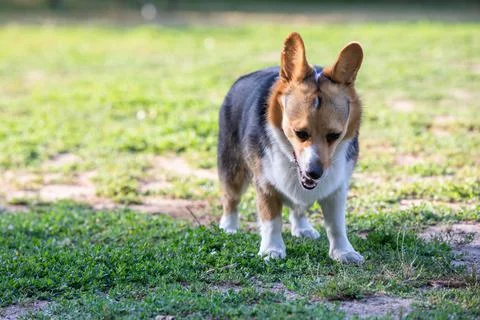 DOGS AT THE PARK Stock Photos