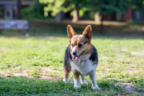 DOGS AT THE PARK Stock Photos