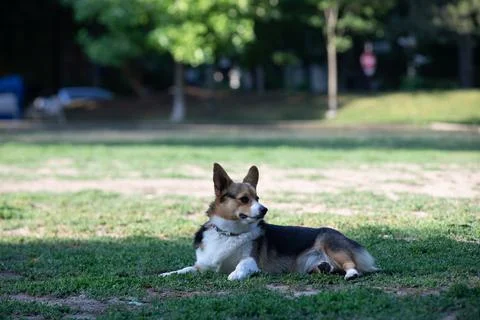 DOGS AT THE PARK Stock Photos