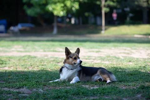 DOGS AT THE PARK Stock Photos