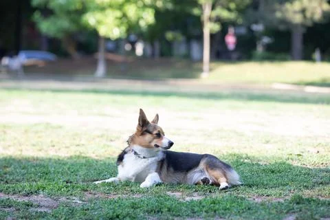 DOGS AT THE PARK Stock Photos