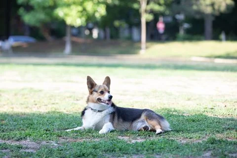 DOGS AT THE PARK Stock Photos