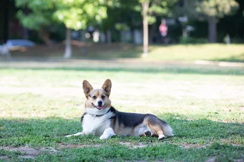 DOGS AT THE PARK Stock Photos