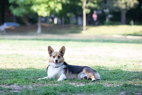 DOGS AT THE PARK Stock Photos