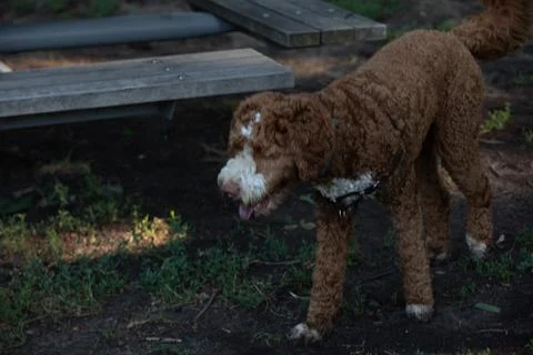 DOGS AT THE PARK Stock Photos