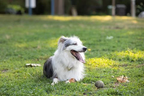 DOGS AT THE PARK Stock Photos