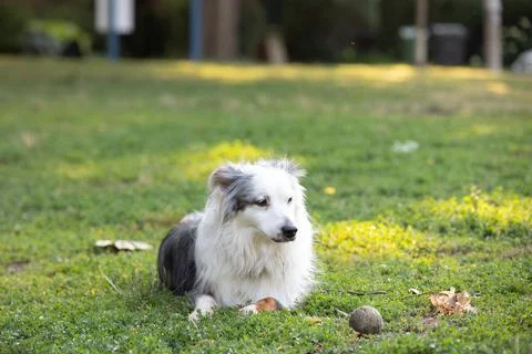 DOGS AT THE PARK Stock Photos