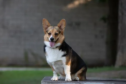 DOGS AT THE PARK Stock Photos