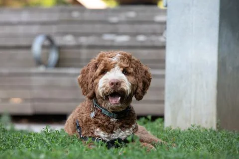 DOGS AT THE PARK Stock Photos