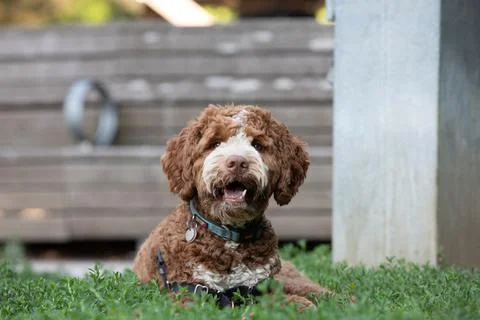 DOGS AT THE PARK Stock Photos