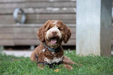 DOGS AT THE PARK Stock Photos