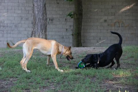 DOGS AT THE PARK Stock Photos