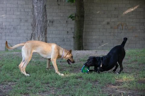 DOGS AT THE PARK Stock Photos