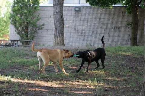 DOGS AT THE PARK Stock Photos