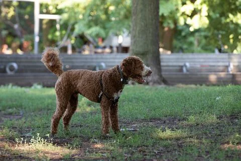 DOGS AT THE PARK Stock Photos