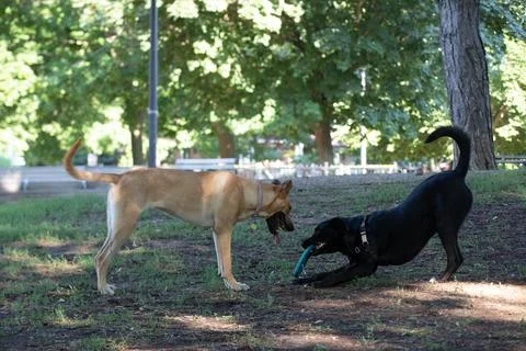DOGS AT THE PARK Foto stock