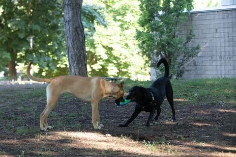 DOGS AT THE PARK Stock Photos