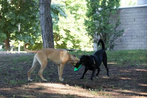 DOGS AT THE PARK Stock Photos