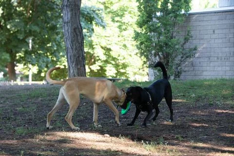 DOGS AT THE PARK Stock Photos