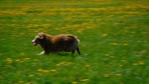 Dogs in park playing catch-up. Stock Footage 196103903