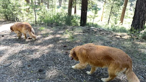 Dogs on A Path Stock Footage 245838466