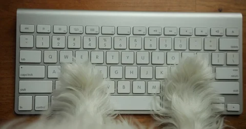 Dogs paw on the keyboard. Dog working on computer top view. Creative advertising Stock Footage