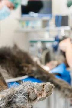 Dog's paw lying on the operating table Stock Photos