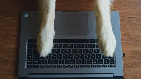 Dogs paws enters data of analysis results on a computer at laboratory. Top v Stock Footage 138897306