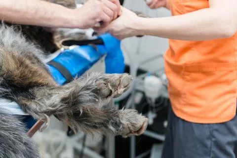 Dog´s paws on the operation table Stock Photos