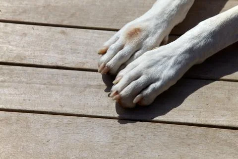 Dogs Paws Stock Photos