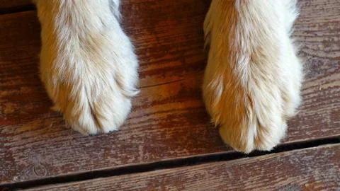 Dog's paws Stockfoto's