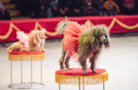 Dogs Performance in the Circus. Circus performance Stock Photos