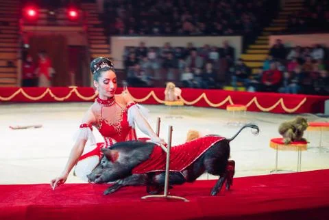 Dogs Performance in the Circus. Circus performance Stock Photos