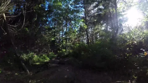 A dogs perspective walking in the forrest Stock Footage 77476748