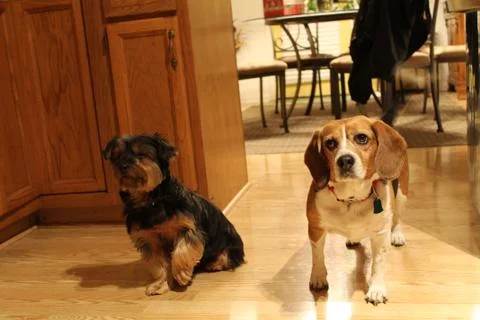 Dogs Stock Photos