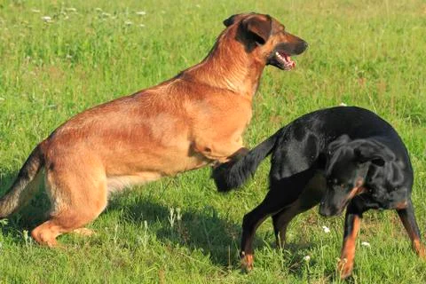 Dogs Stock Photos